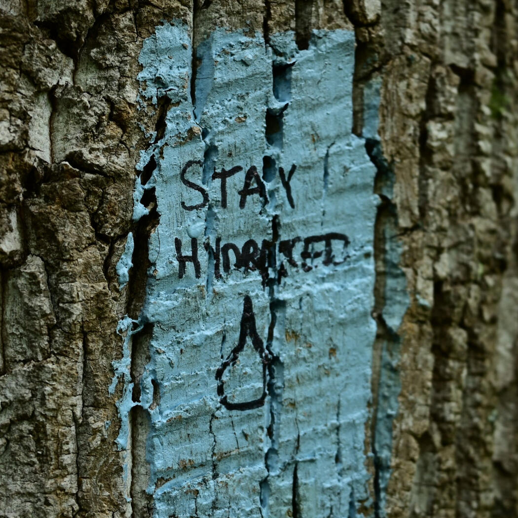 A light blue trail blaze painted on a tree with "Stay Hydrated" and a water drop drawn on top of the blue in black sharpie